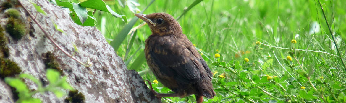 Freier Vogel