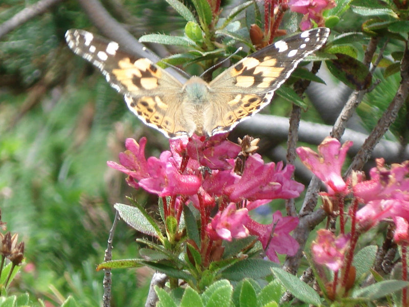 marioschmetterling mariofreivogel lehrbereiche