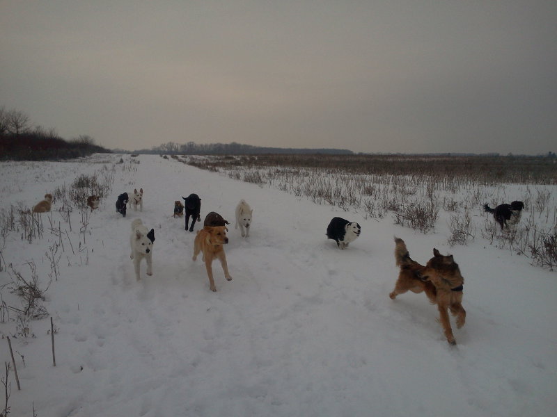 hunderudel schnee mario freivogel-hundeschule